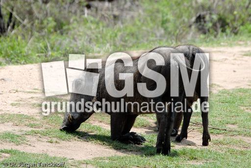 Warzenschwein (3 von 26).jpg